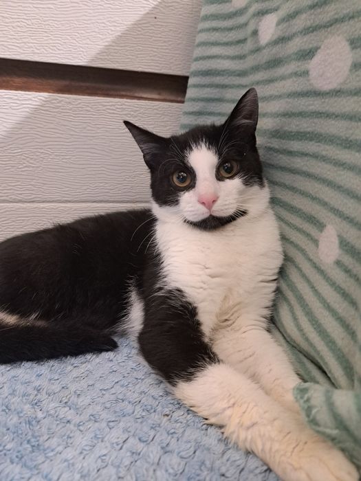 Felix, kochany kocurek do adopcji