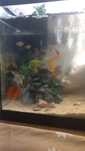 Aquario com peixe
