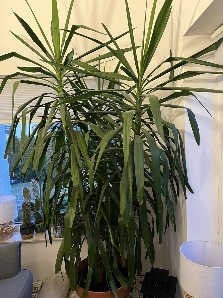 Piękna duża Yucca filamentosa z donicą