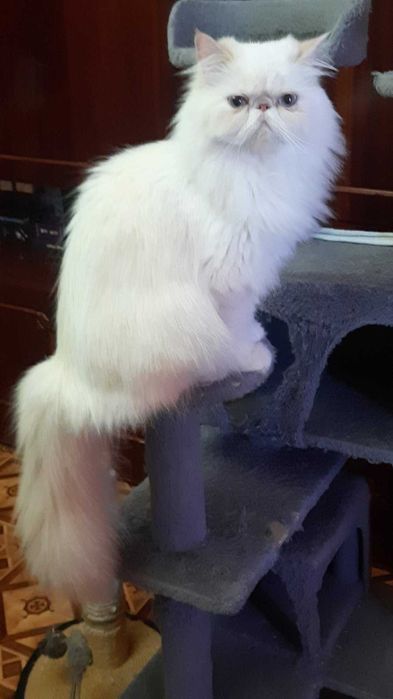 Продам Персидскую Кошечку