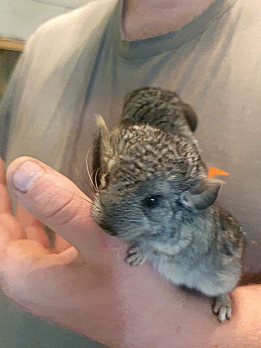 Szynszyle do rezerwacji młoda szynszyla młody szynszyl zamiast królik