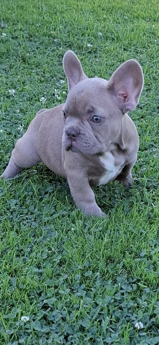 Suczka buldog francuski