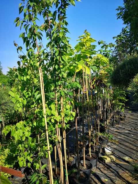 Piękana brzoza zielona i czerwona zwisająca -pendula
