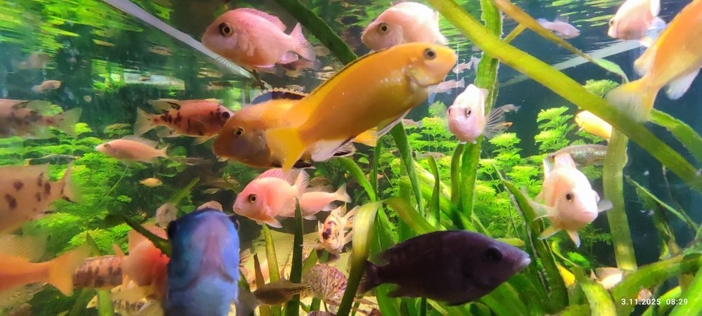 Ryba Pyszczak Yellow