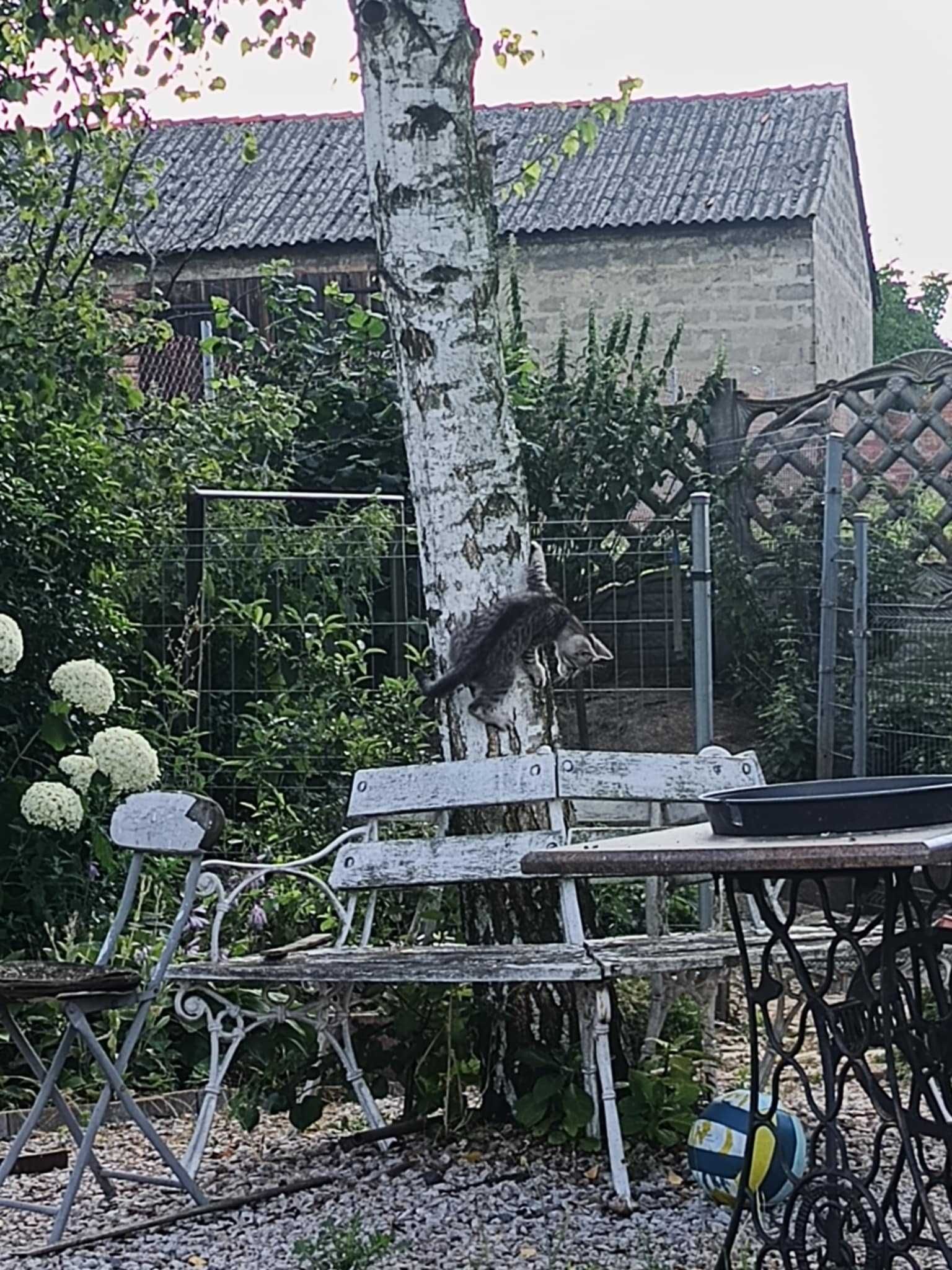 Oddam w dobre ręce uroczą kotkę