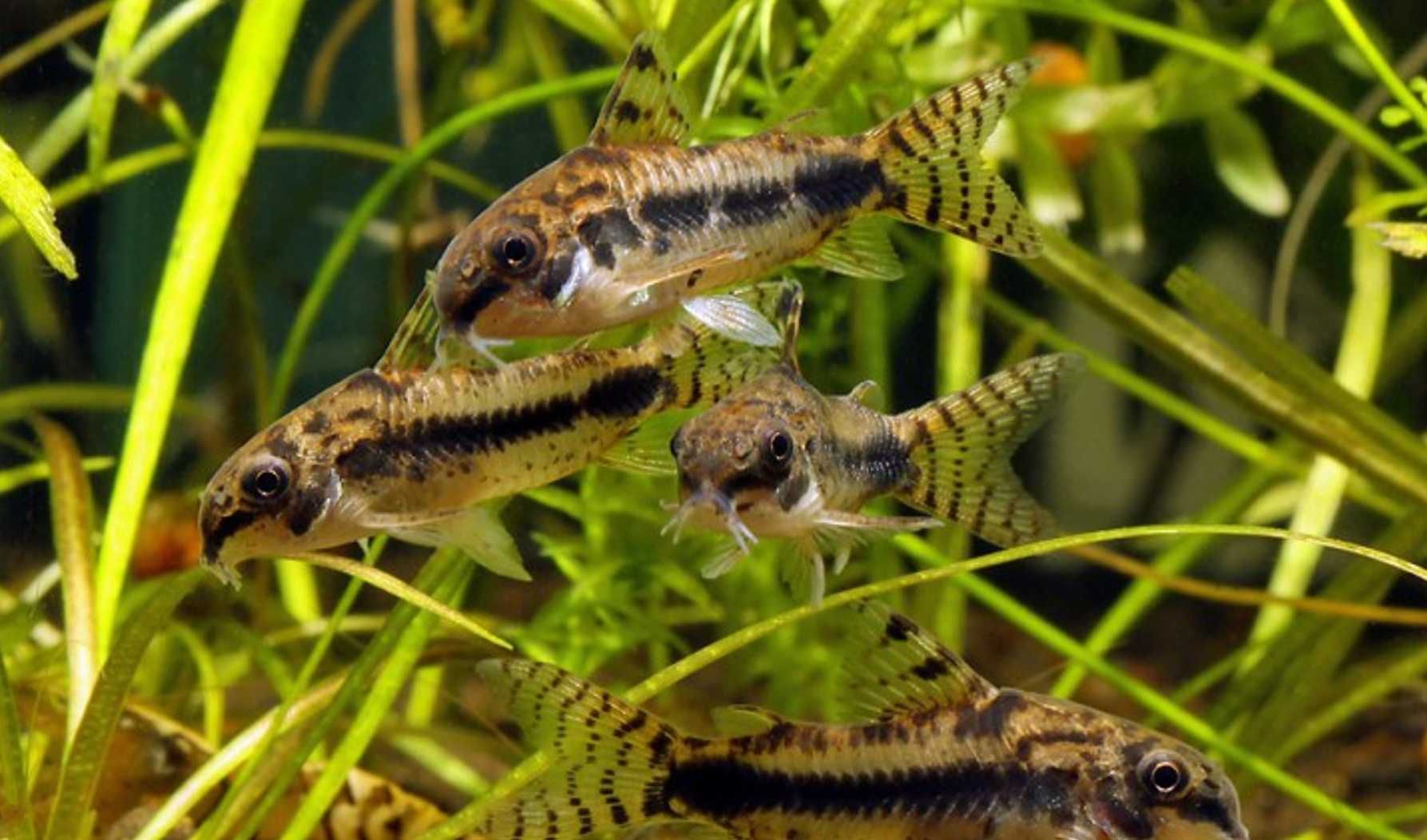 Kirysek malutki - Kirys miniaturowy - Corydoras habrosus - dowóz