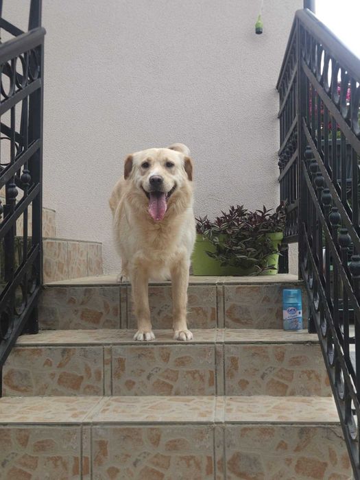 2-letnia Luna do adopcji super towarzyszka