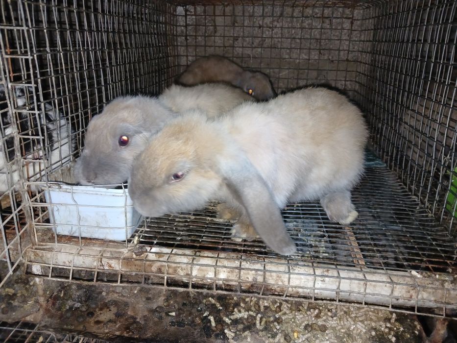 Кролики кролі кроленята