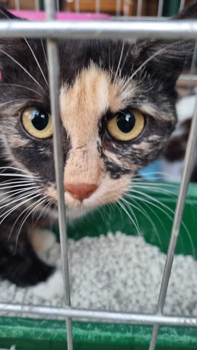 Kioto piękna nietuzinkowej urody szylkretka cudem ocalała z działek