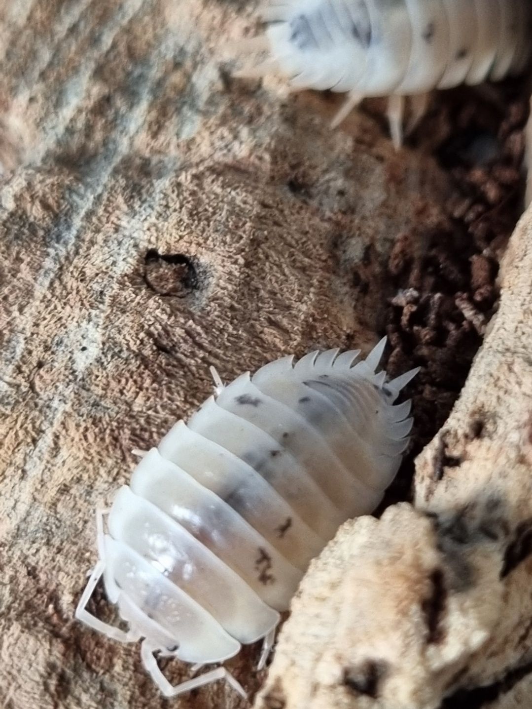 50 sztuk Porcellio laevis "White" Prosionki Isopody Ekipa sprzatajaca