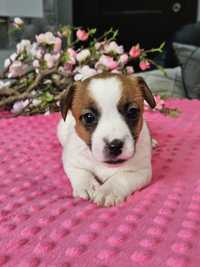 Jack Russell Terrier.Suczka.