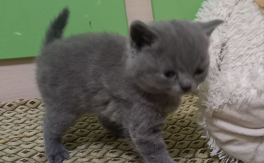 Британские котята (котенок)