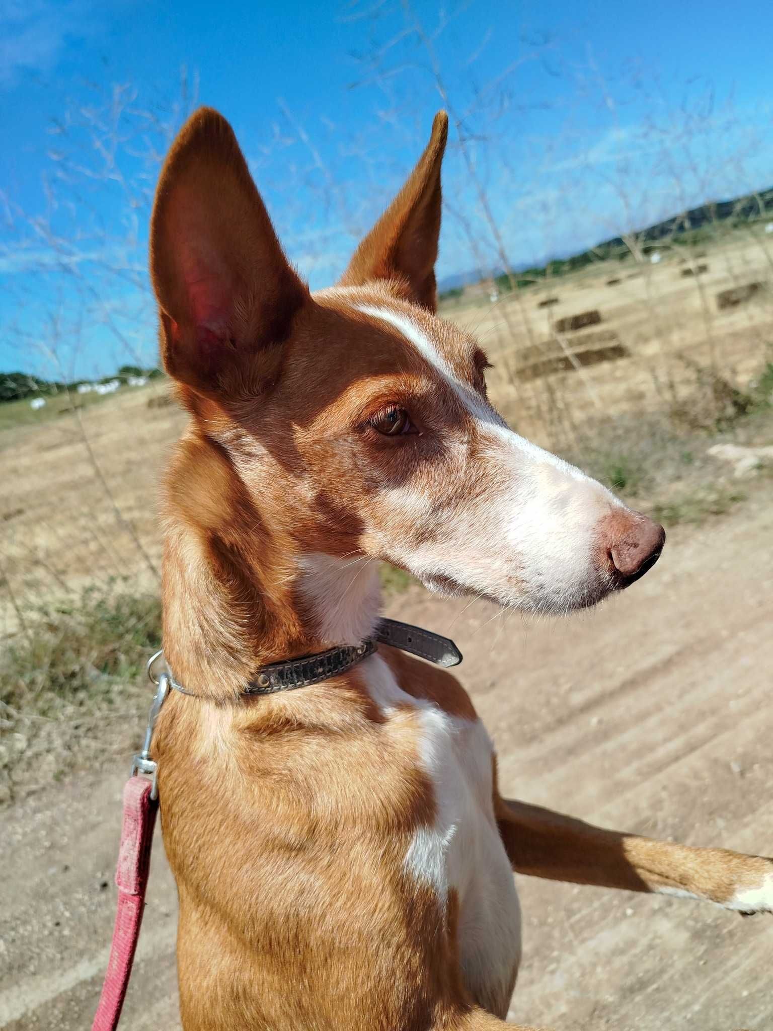 Tote - cão médio para adoção