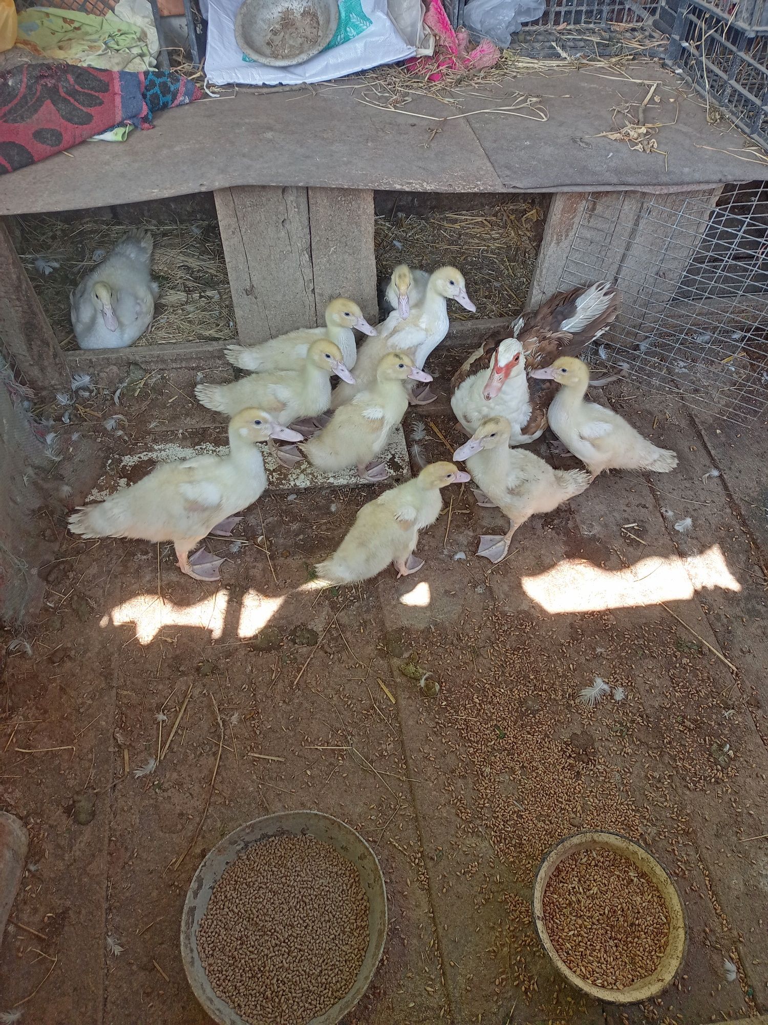 Продам качки шипуни