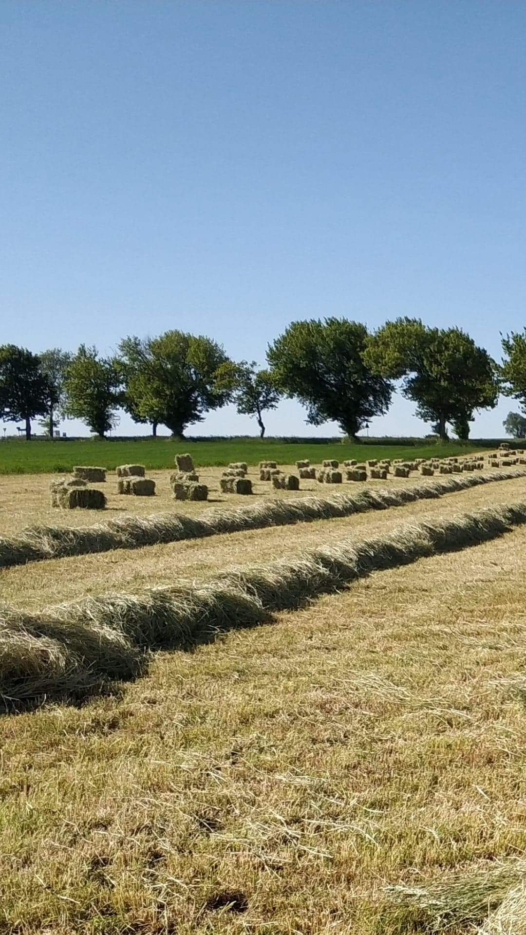 Siano, Koniczyna,Słoma  dla koni ( kostka )