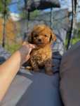 Mini  xxs maltipoo f1b chłopiec