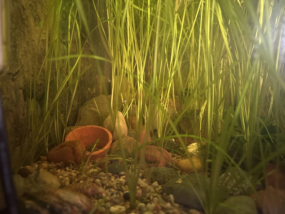 Akwarium  z wyposażeniem 250l