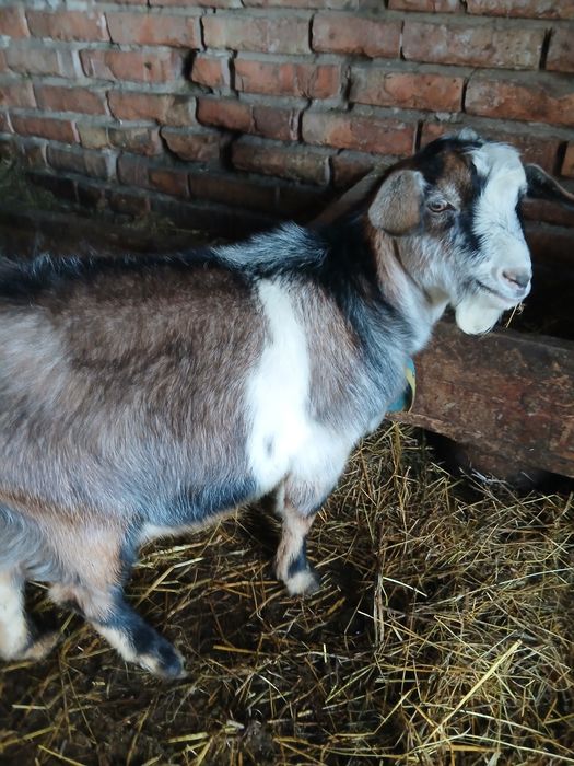 Продам двох цапів