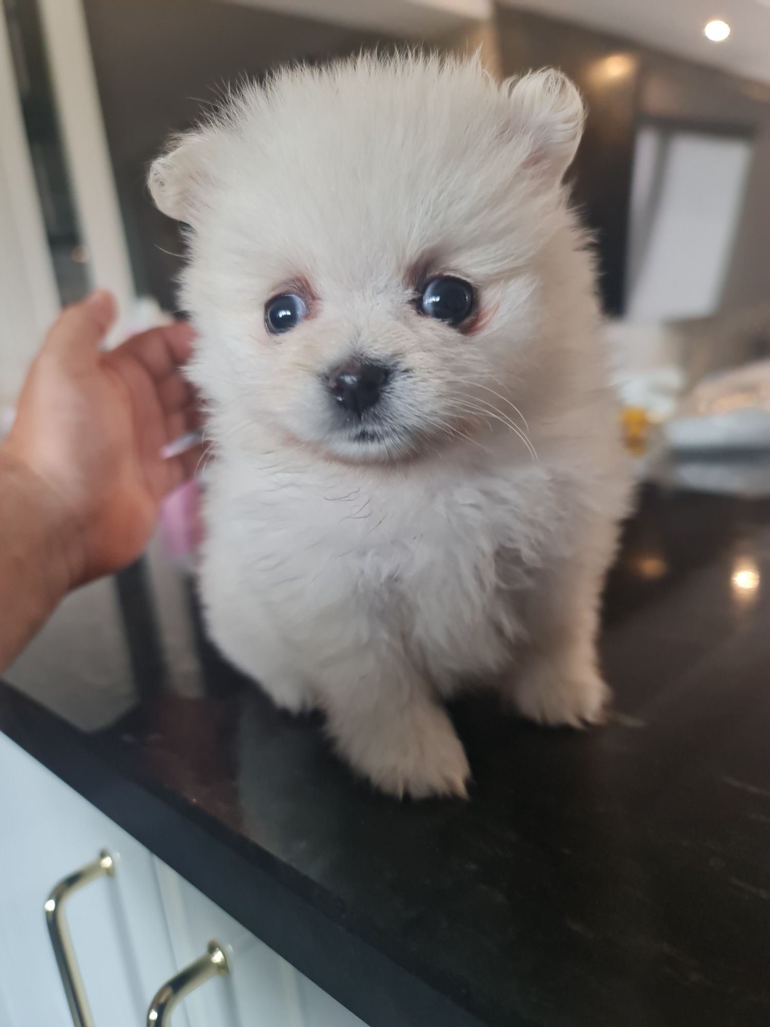Szpic miniaturowy, pomeranian (biały)