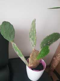 Kwiat kaktus opuncja figowa jadalna /kwiat doniczkowy