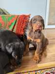 Doberman suczka brązowa