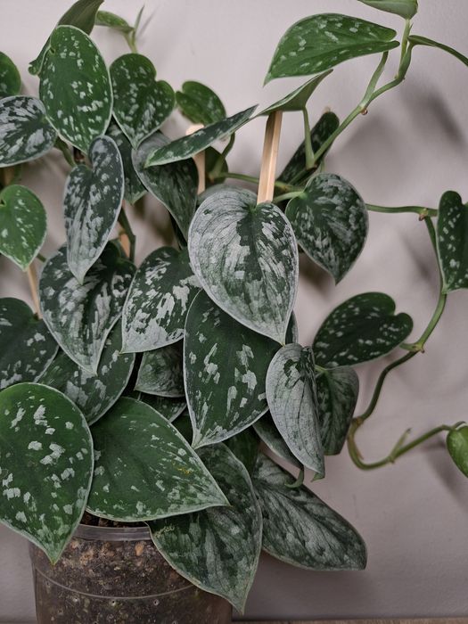 Scindapsus Silvery Ann