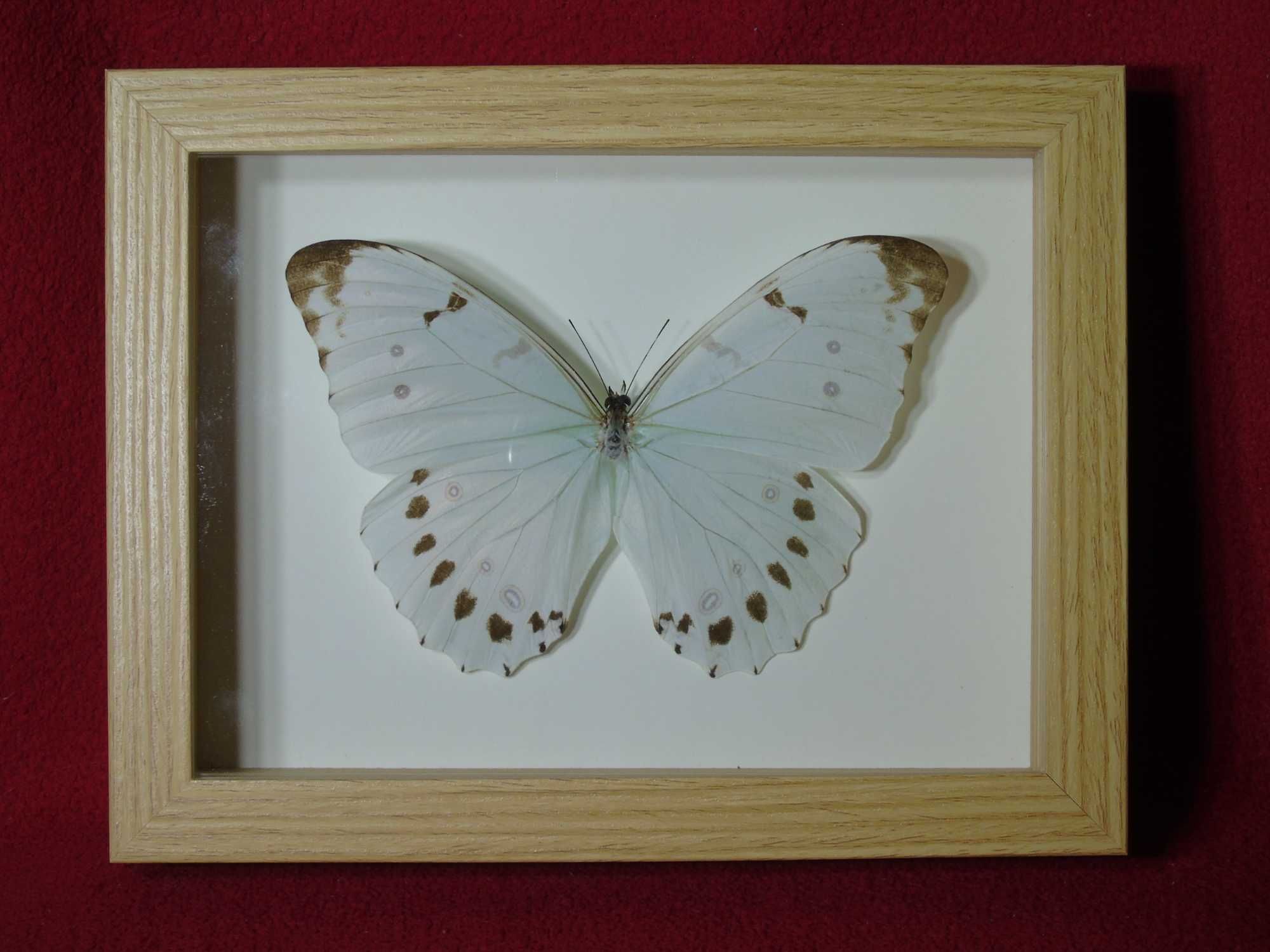 Motyl w ramce / gablotce 17 x 22 cm . Morpho luna - 150 mm .
