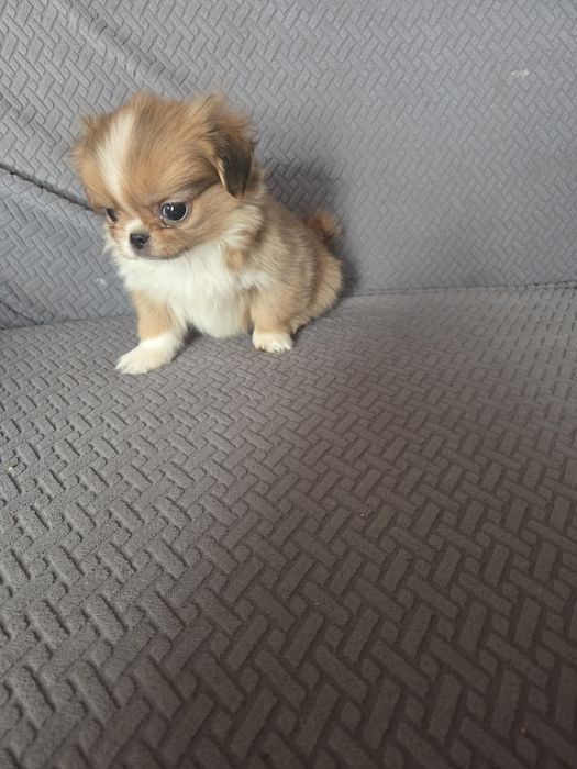 Pekińczyk pekińczyk