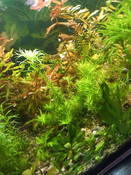 Аквариумные растения