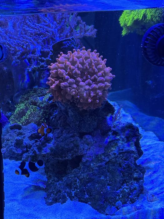 Aquario de água salgada