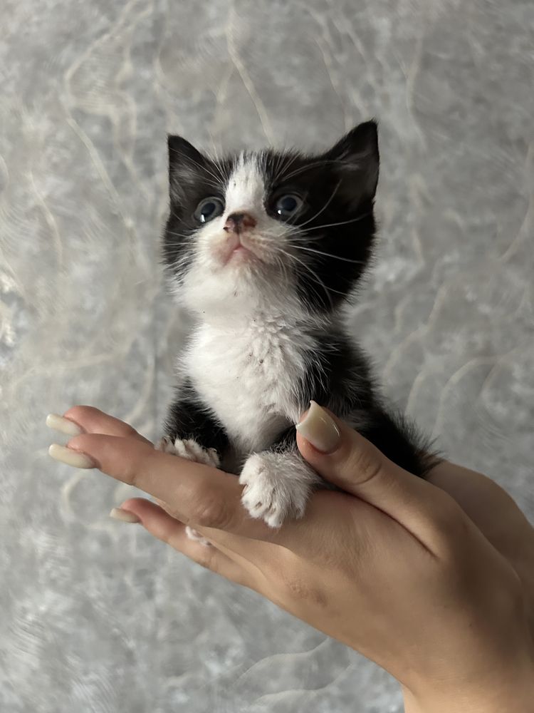 Віддам кошенят безкоштовно