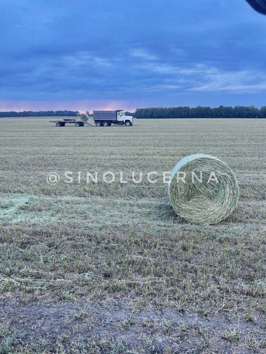 Сіно люцерни в круглих тюках