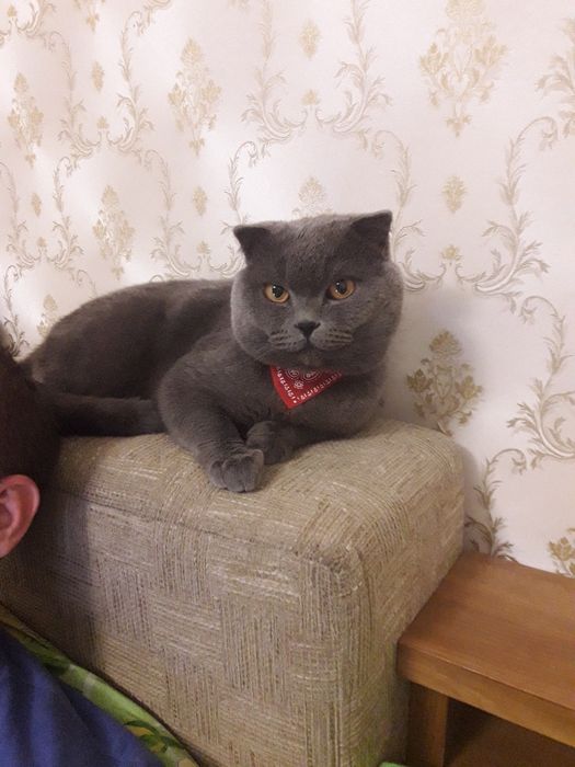 Вислоухий кот ждет в гости прямоушку