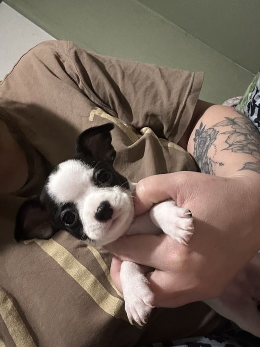 Цуцикі Чишек, неймовірні малиши