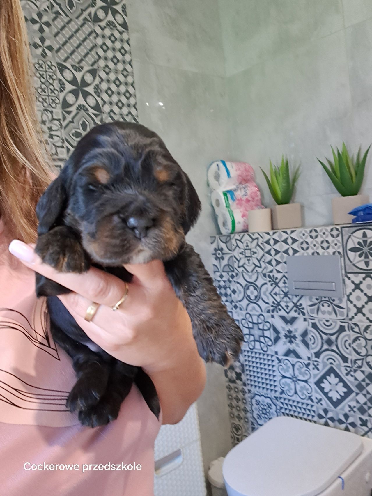 Cocker spaniel angielski