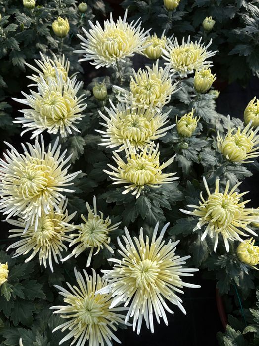 Chryzantema igiełkowa