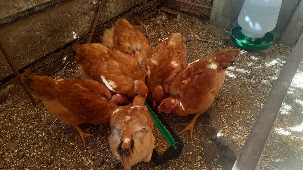 Lote de pintos criados em casa