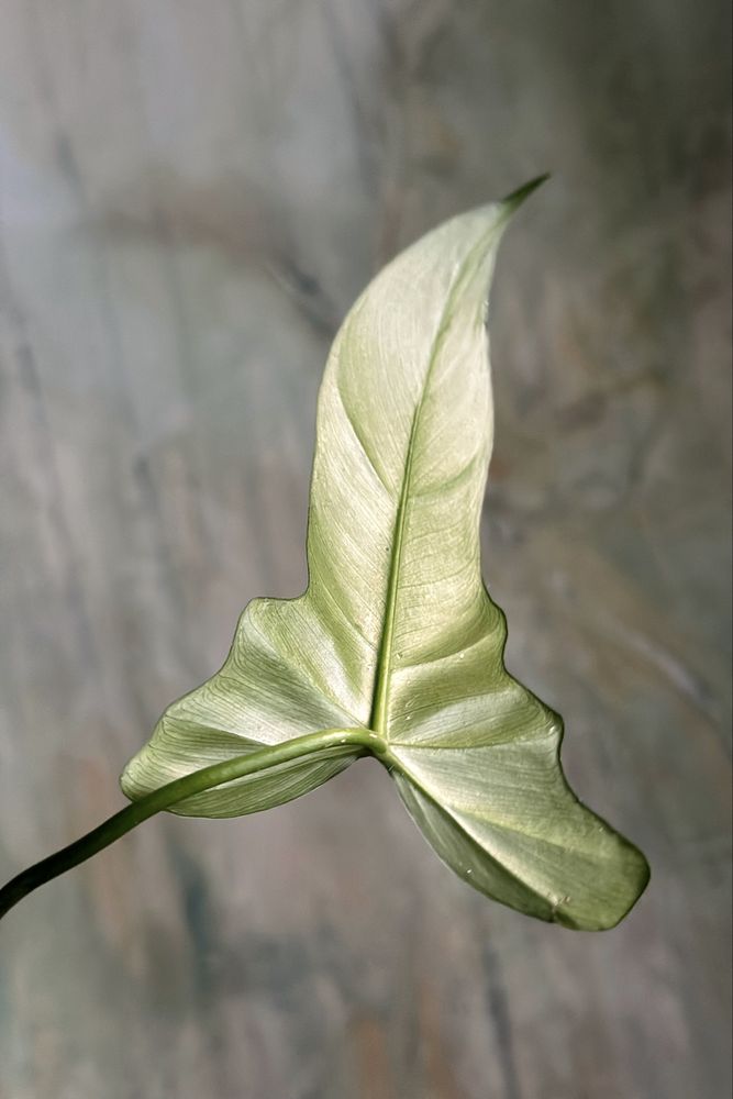 Philodendron Golden Dragon - piękny Filodendron, pędówka lub szczyt