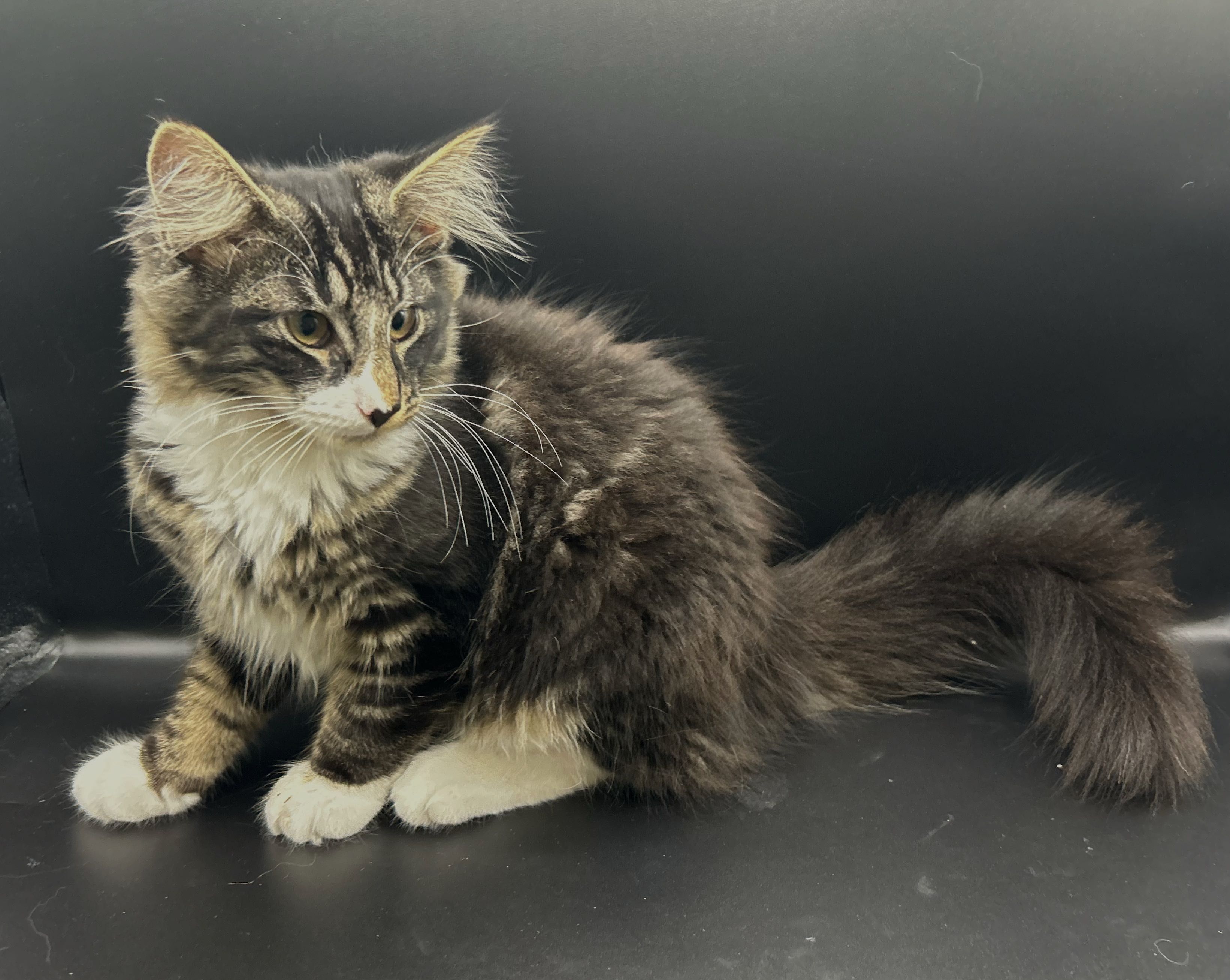 Gatinho bosques da Noruega com Lop