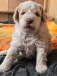 Lagotto romagnolo