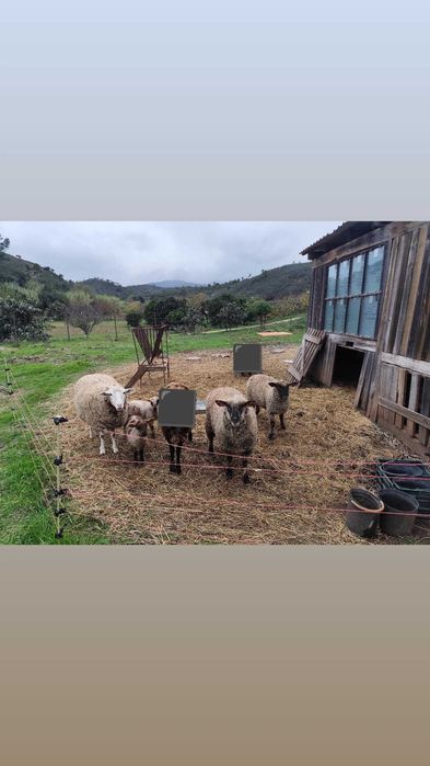 Vendo  ovelhas e borregas!
