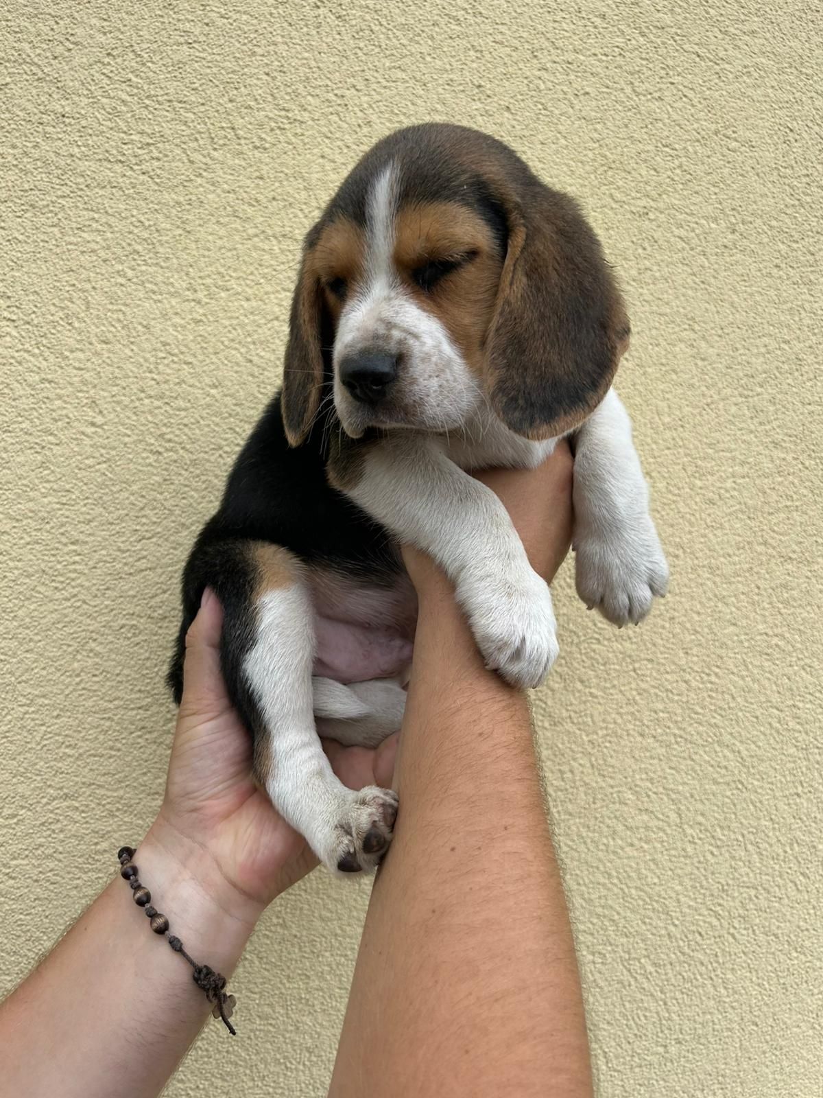 Beagle tricolor grubej kości