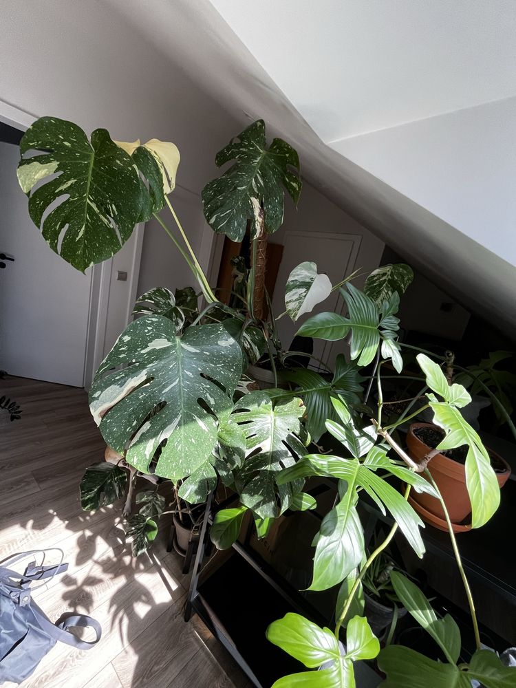 Monstera Thai cala roslina z palikiem