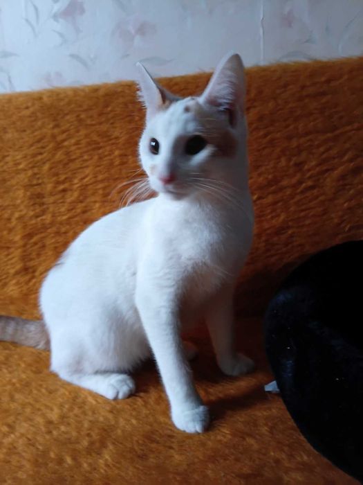 Котик в добрі руки