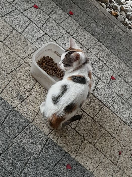 Oddam kociaki w dobre ręce