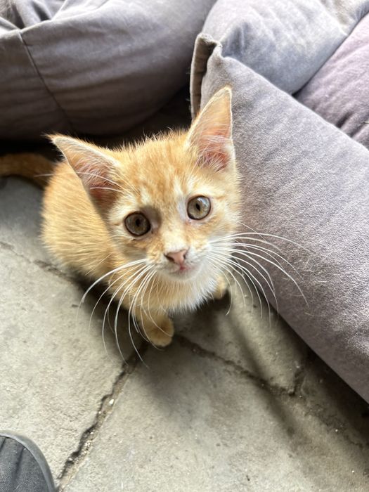 3 oswojone kocurki polecaja się do adoocji