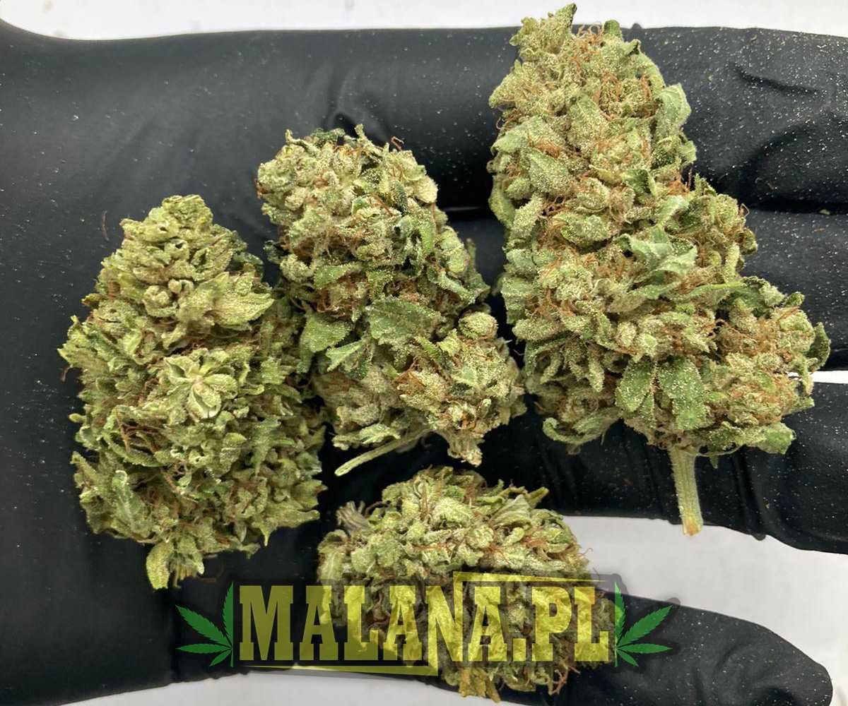 Jasny Lekki Świeży Susz CBD White Widow 500g | MALANA.PL CBD