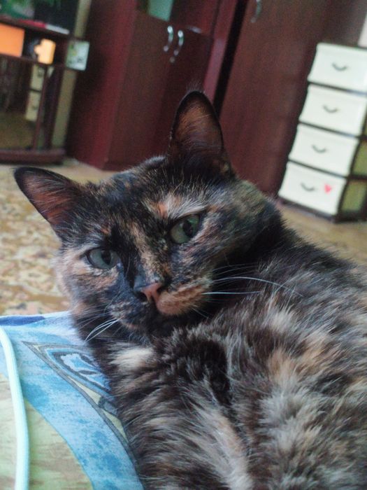 віддам кішку в добрі руки