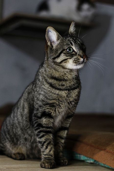 Винтик с особенным хвостиком из приюта бесплатно