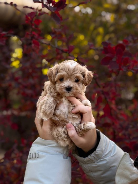 Міні хлопчик Мальтіпу Ф1